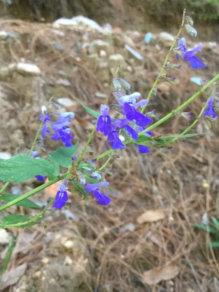 Salvia Plurispicata