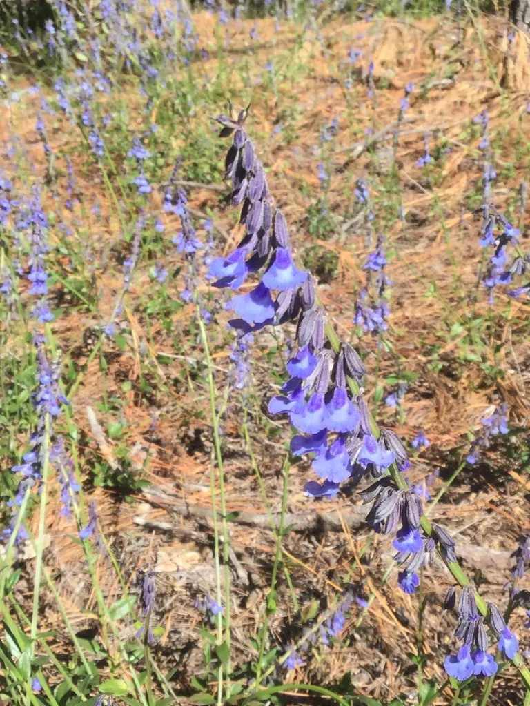 Salvia Helianthemifolia