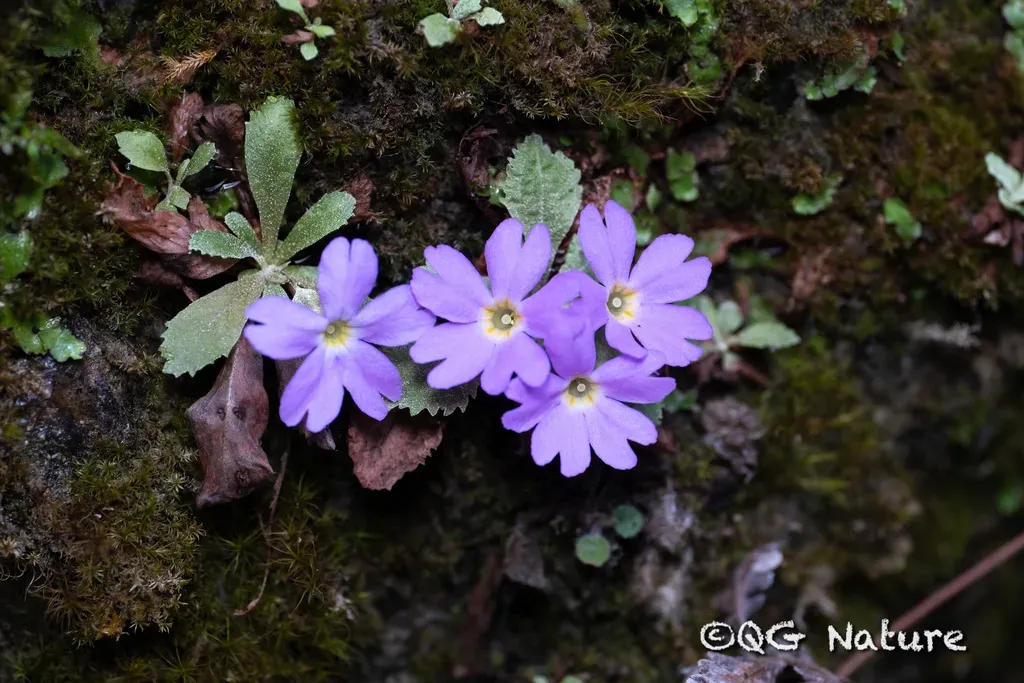Primula Mianyangensis