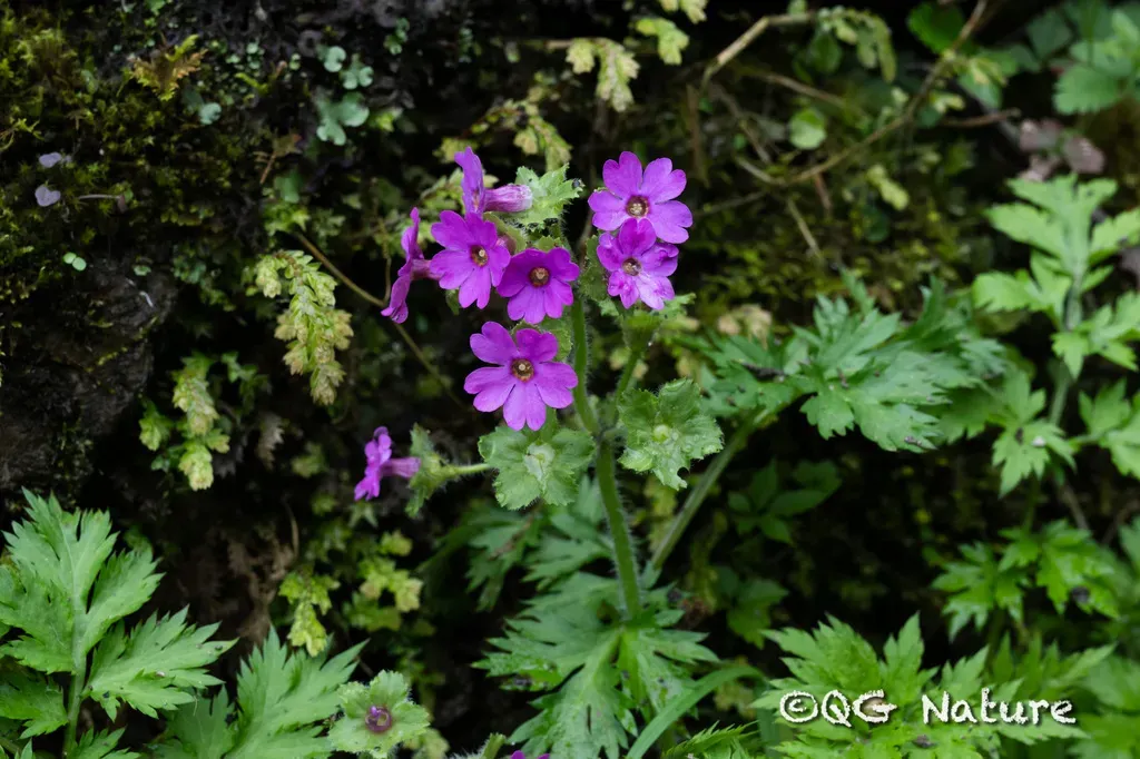 Primula Oreodoxa