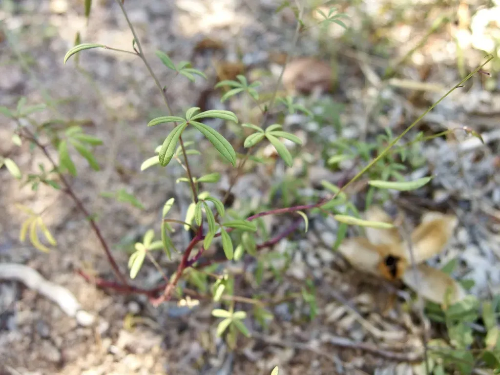 Cleome Tenuis
