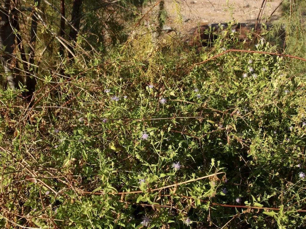 Sagittate Chromolaena