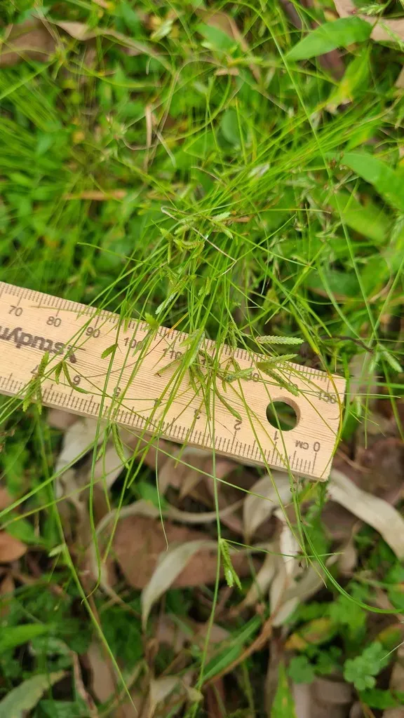Cyperus Mirus