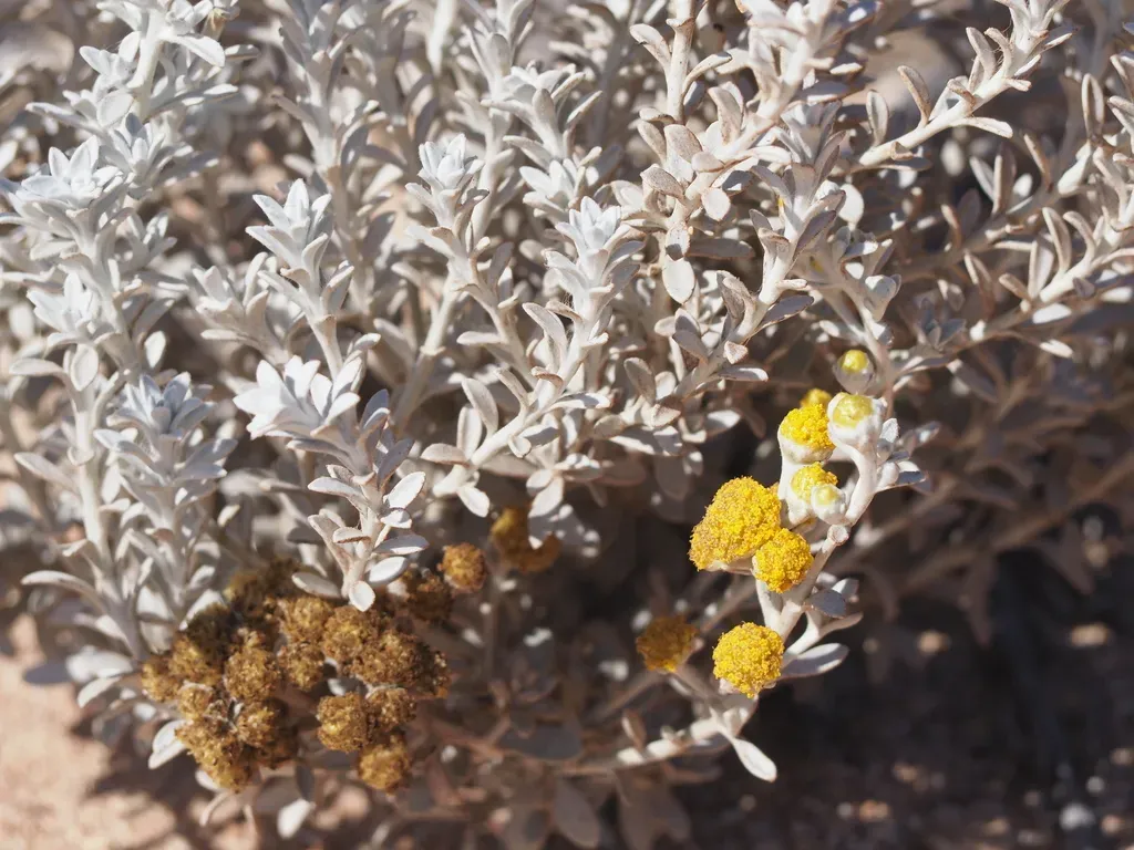 Angianthus Cunninghamii