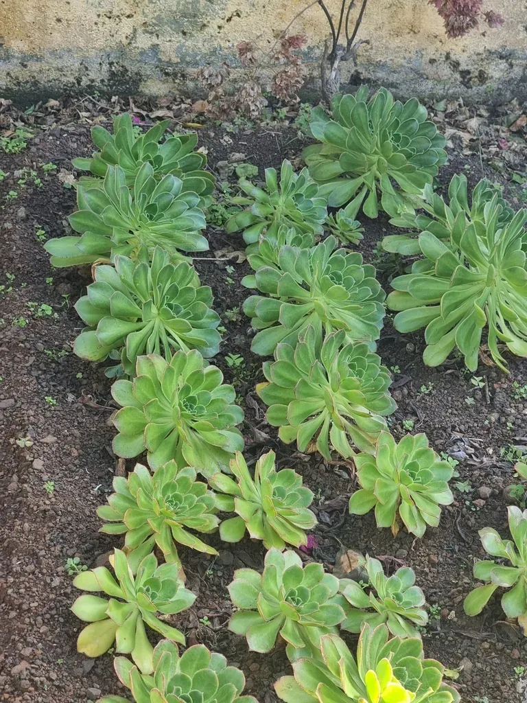 Aeonium Hierrense