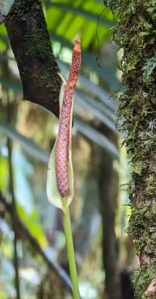 Anthurium Talamancae