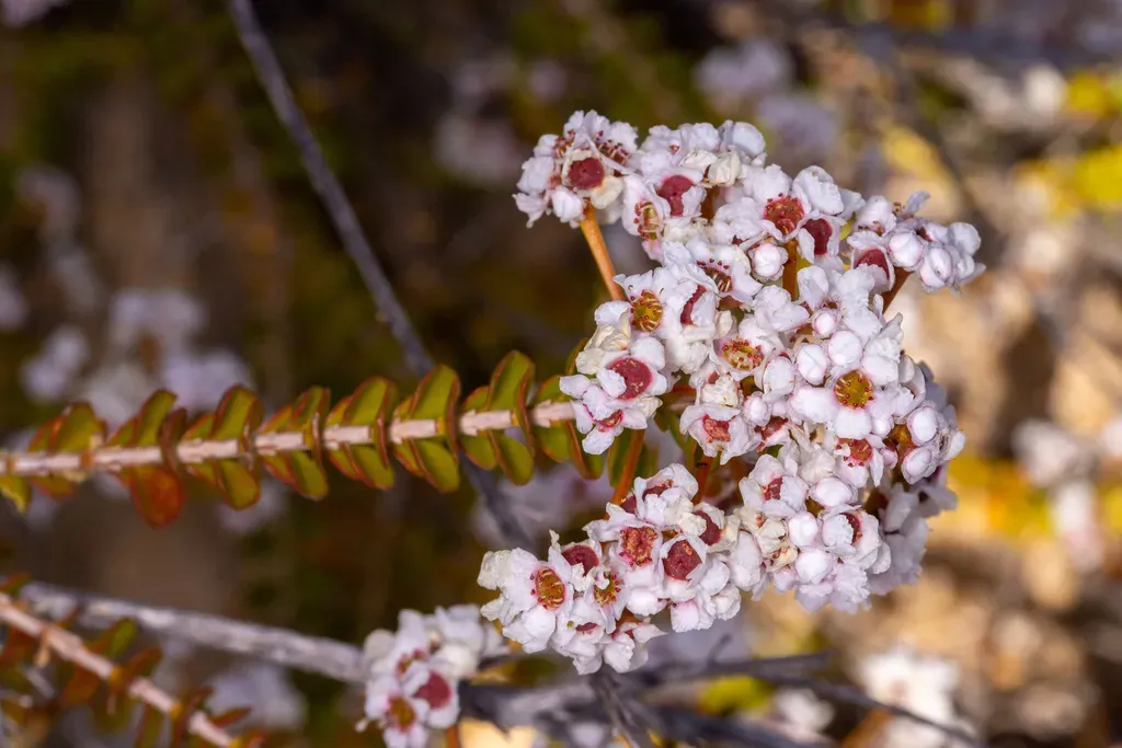 Scholtzia Uberiflora