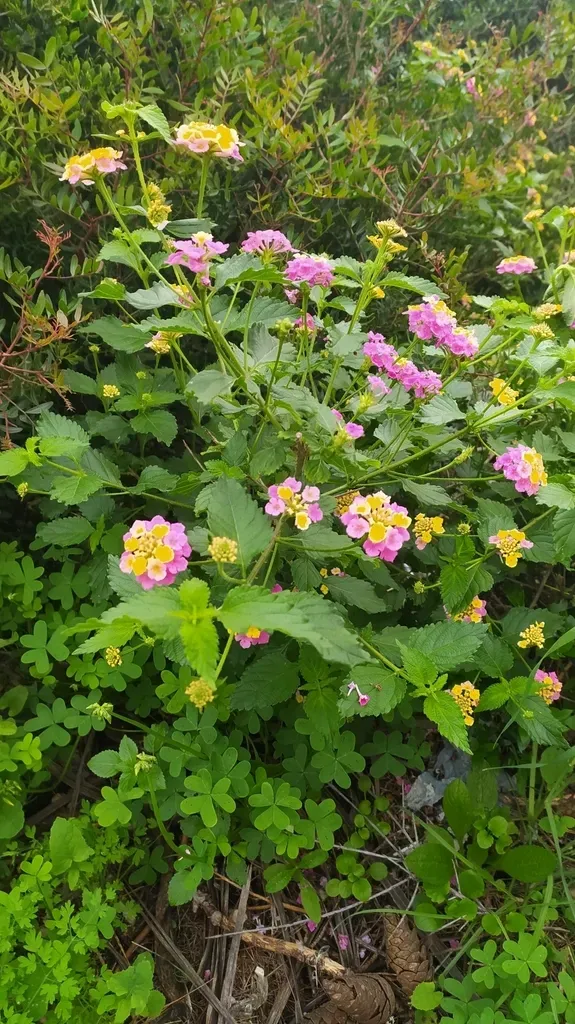 Lantana