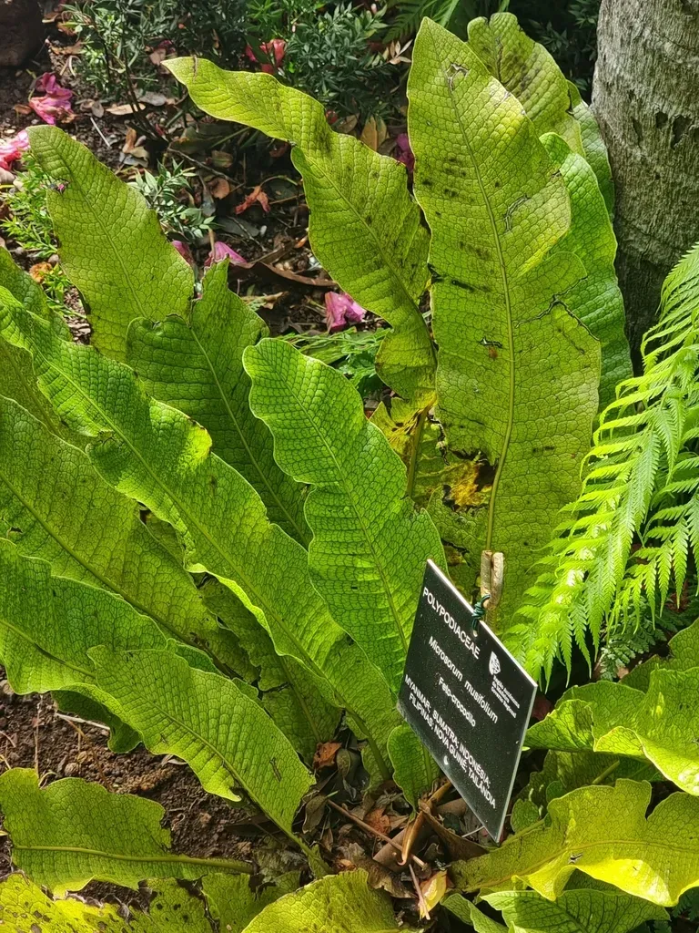 Crocodile Fern
