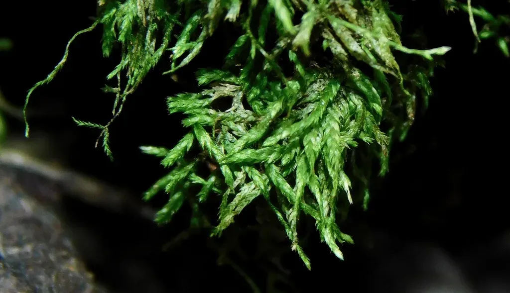 Schwetschkeopsis Fabronia