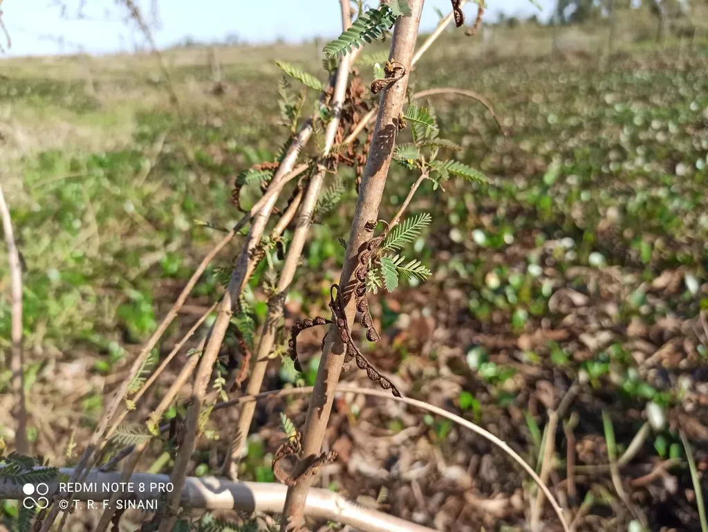 Aeschynomene Fluminensis