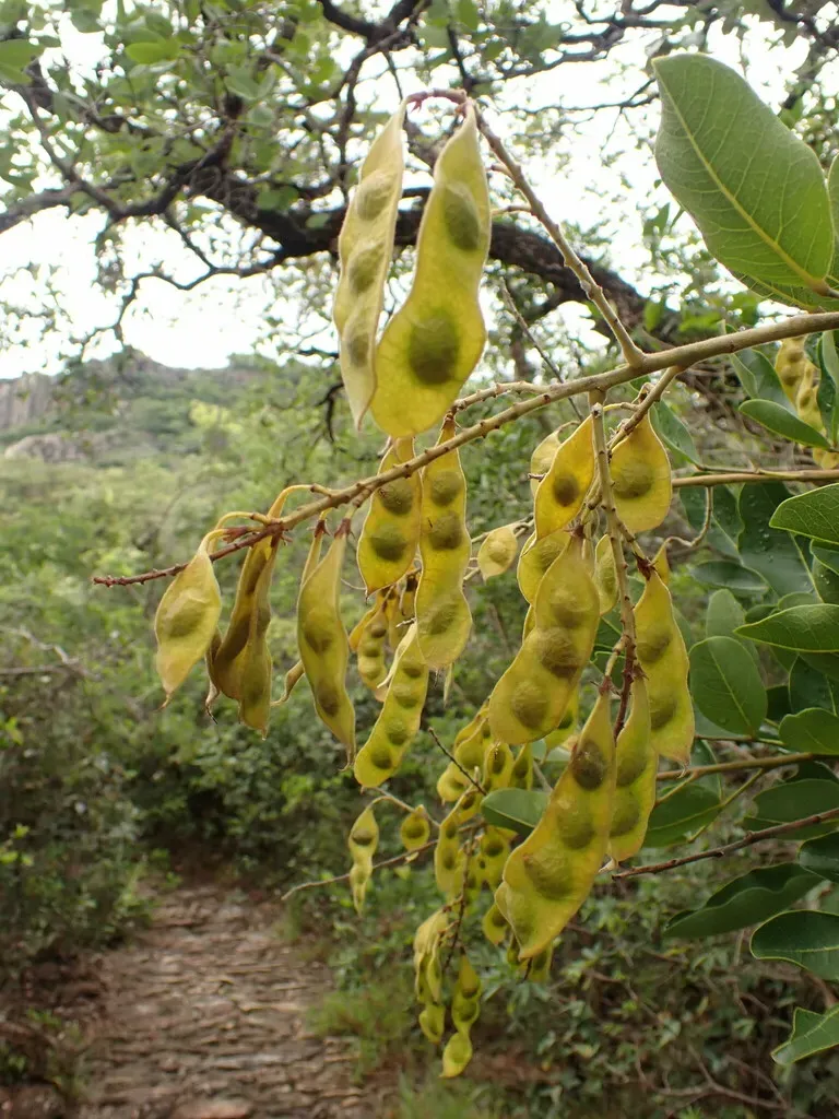 Leptolobium Dasycarpum