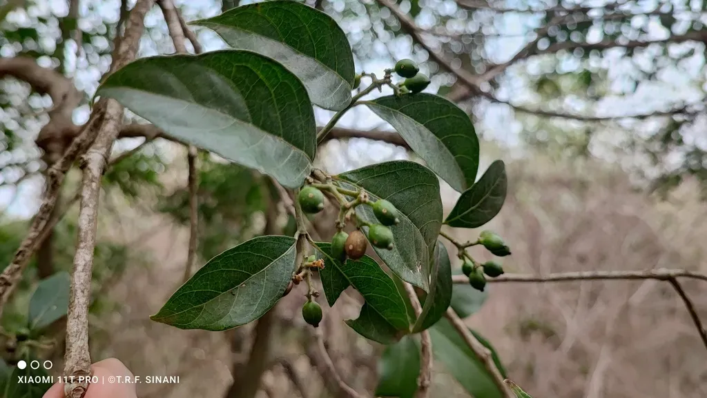 Guettarda Viburnoides