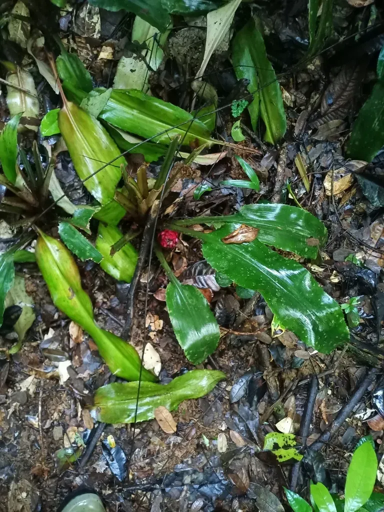 Disteganthus Basilateralis