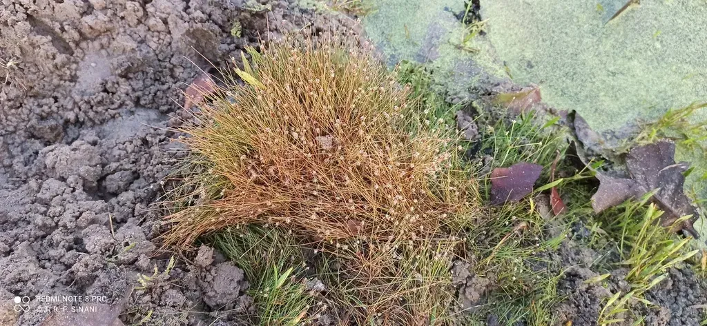 Eleocharis Minima