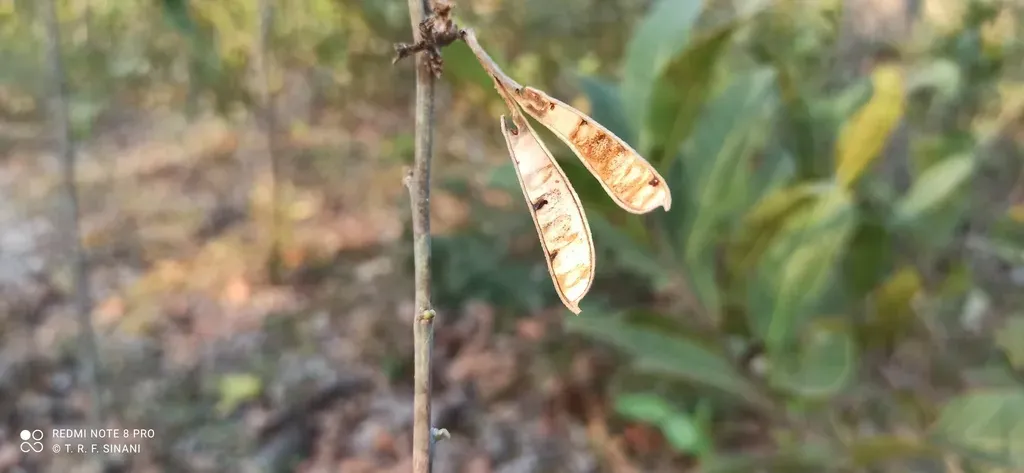 Florida Hammock Milkpea