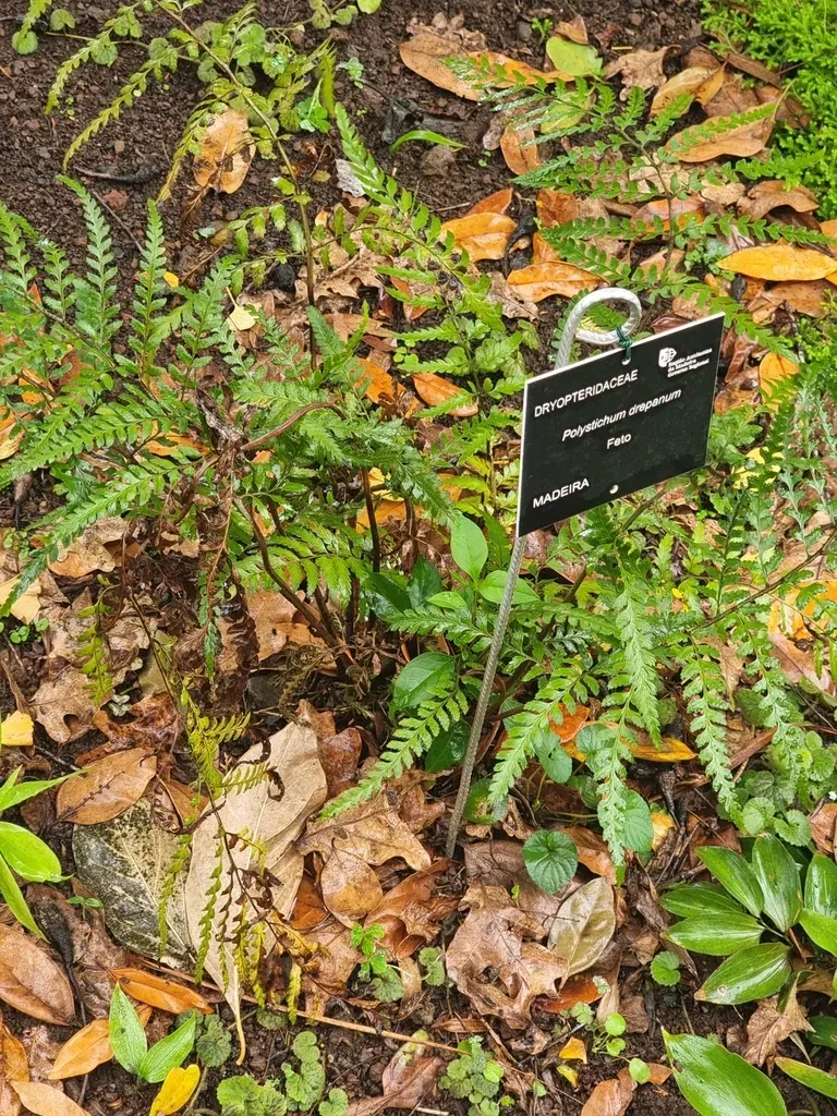 Polystichum Drepanum