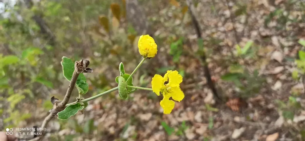 Peixotoa Cordistipula