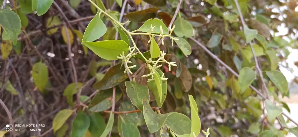 Passovia Pedunculata