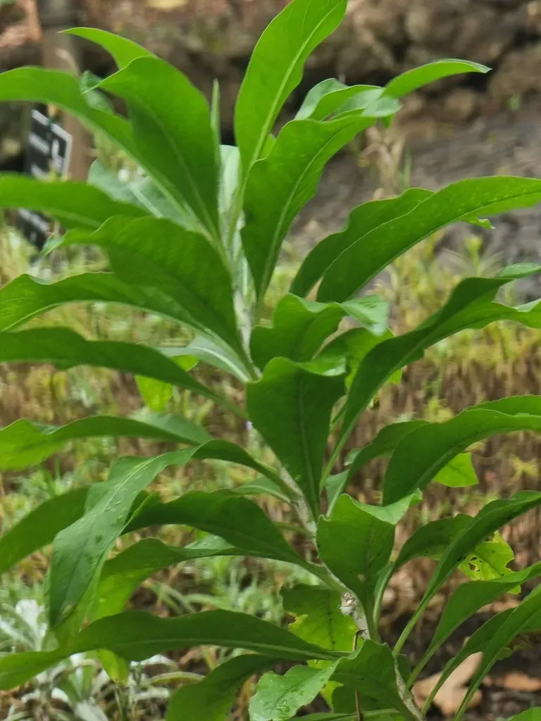 Cheirolophus Massonianus