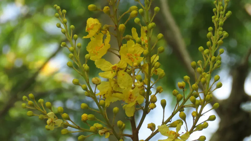 Yellow Poinciana