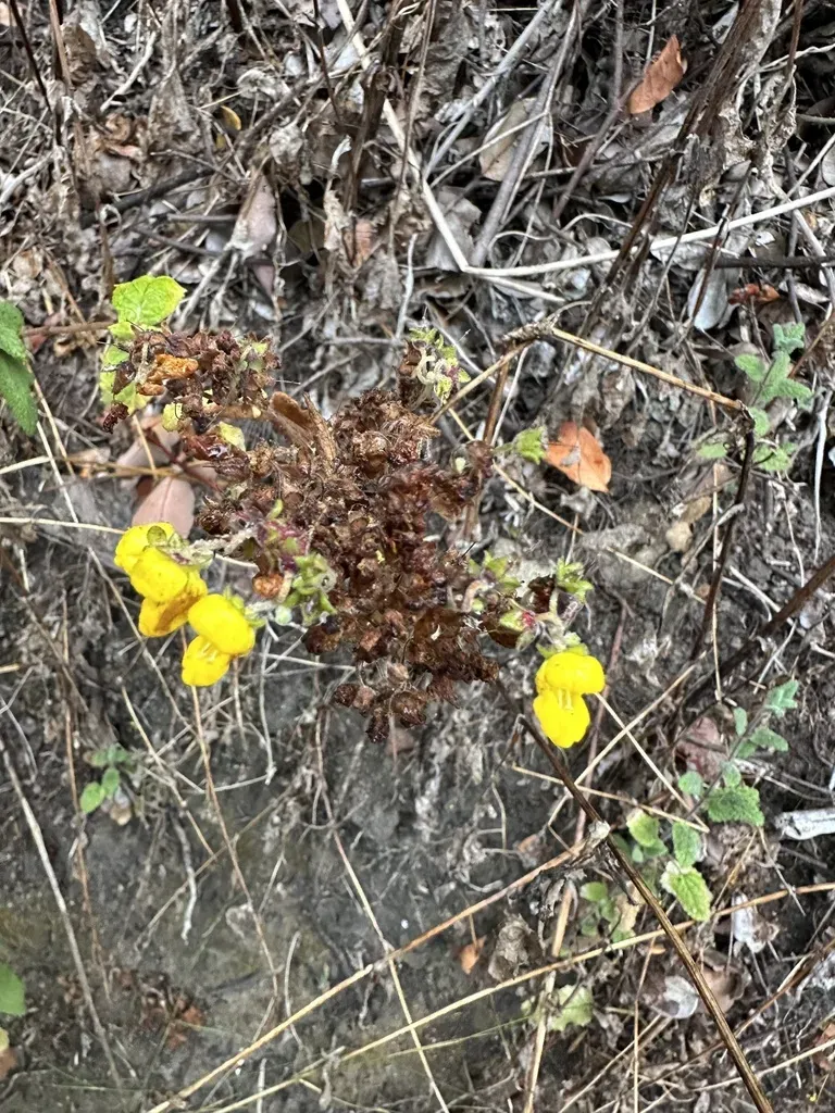 Calceolaria Rubiginosa