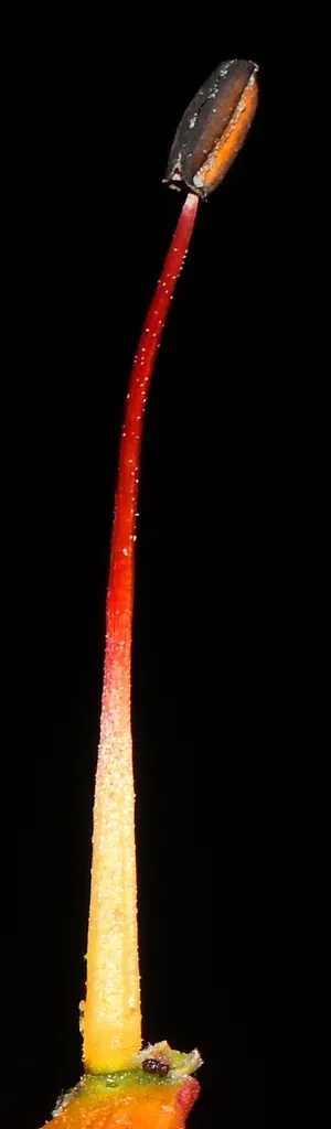 Bomarea Formosissima