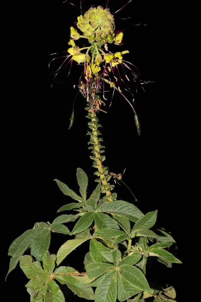 Cleome Lechleri
