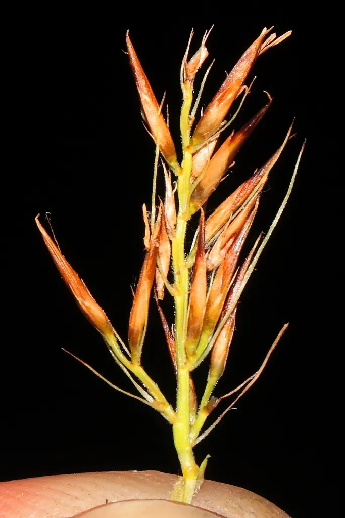 Rhynchospora Macrochaeta