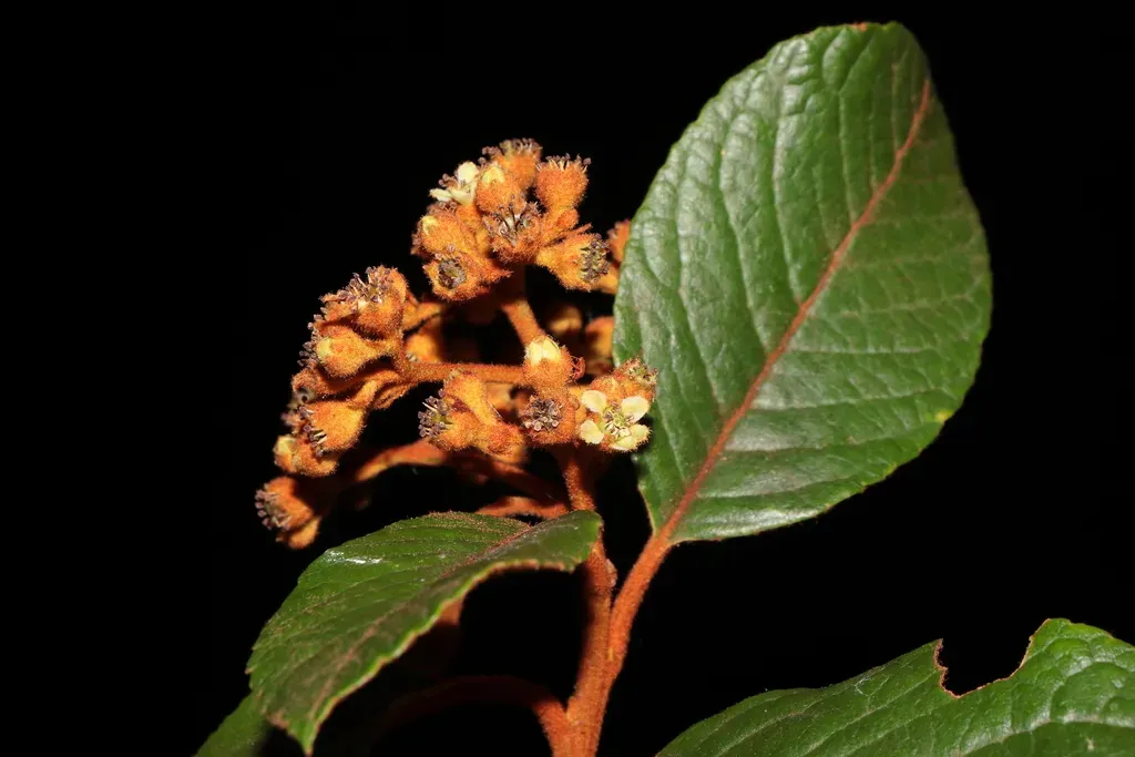 Hesperomeles Ferruginea