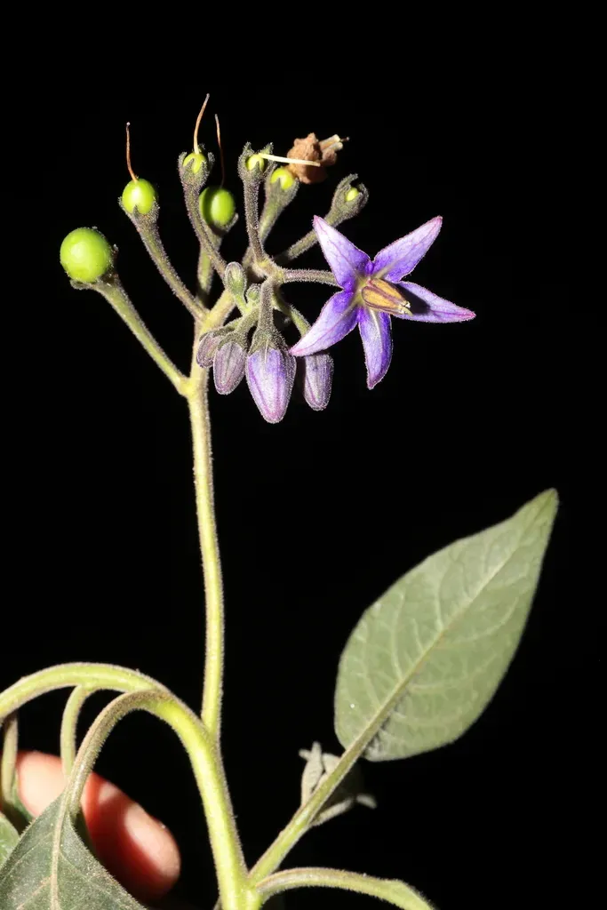 Solanum Luteoalbum