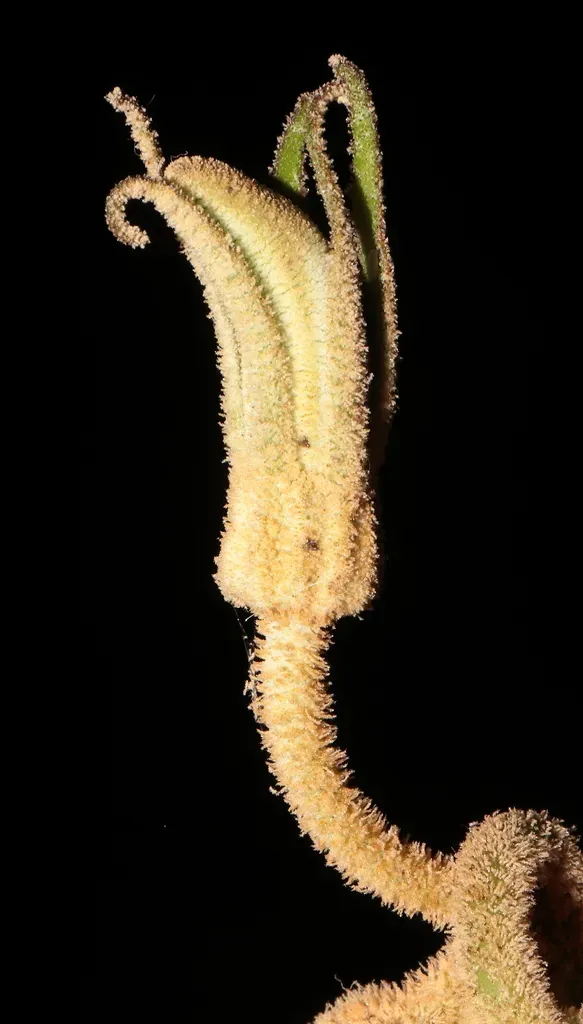 Centropogon Simulans