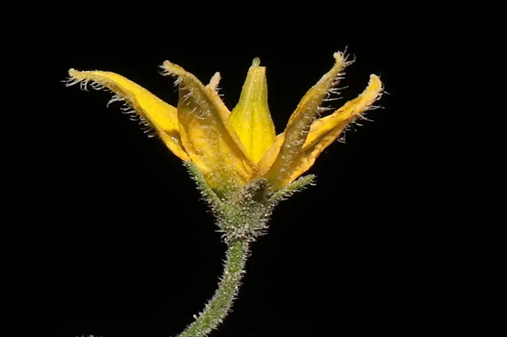 Solanum Neorickii