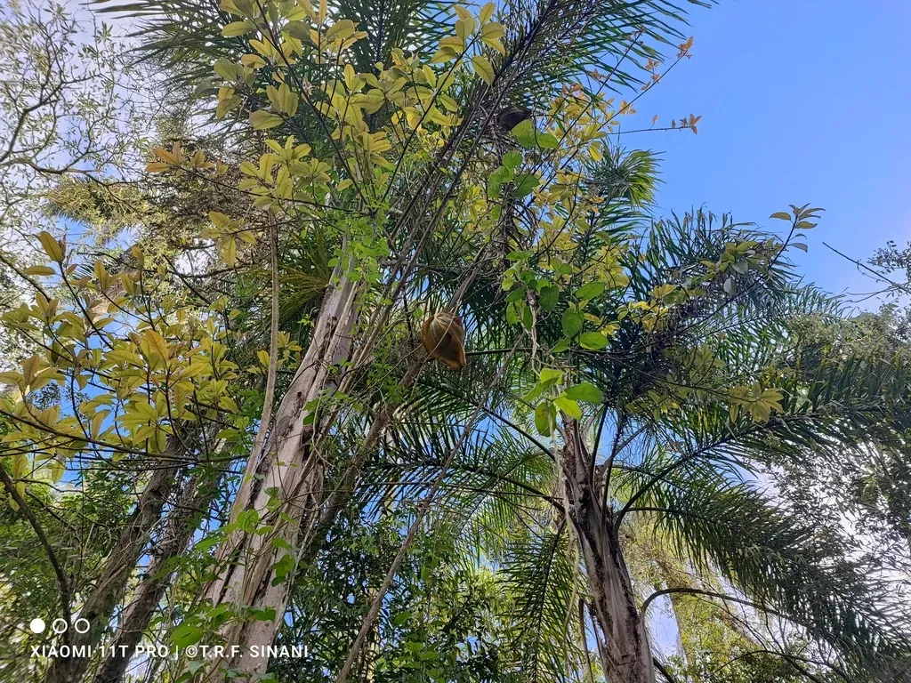 Gonolobus Parviflorus