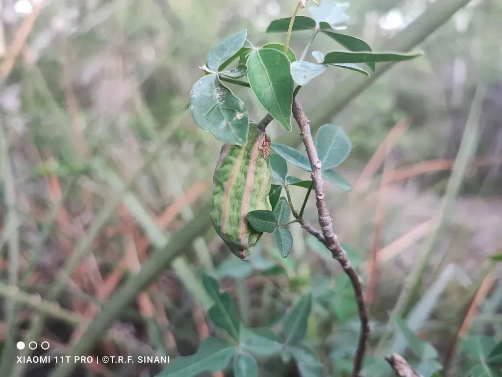 Jacaratia Corumbensis