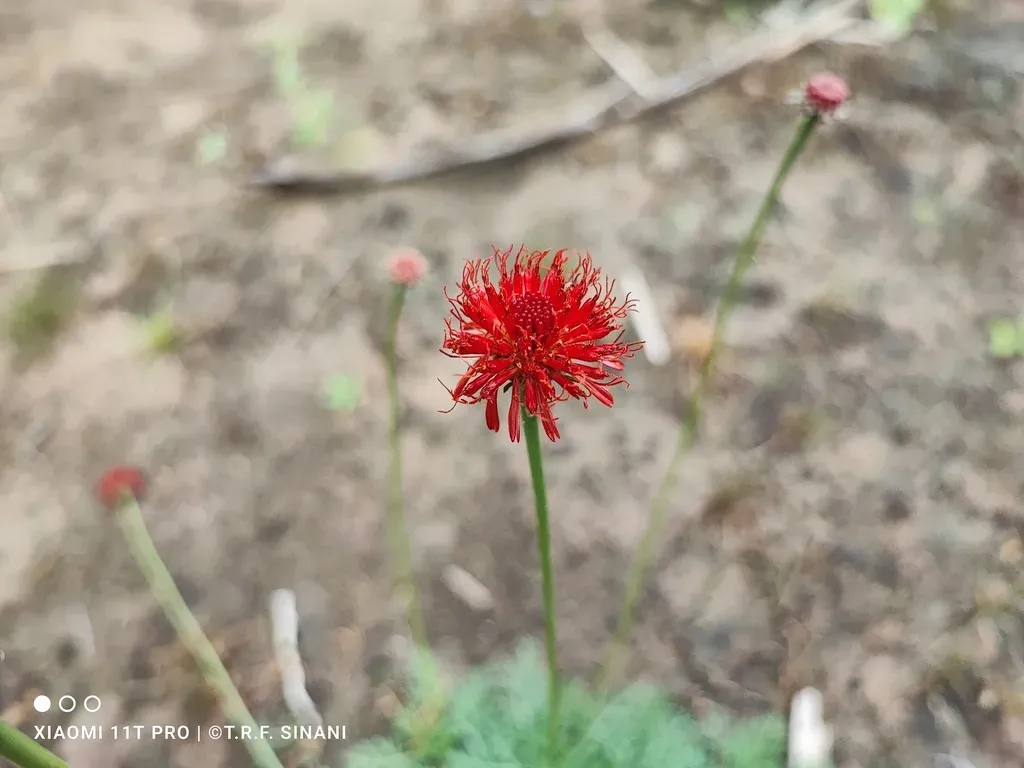 Isostigma Hoffmannii