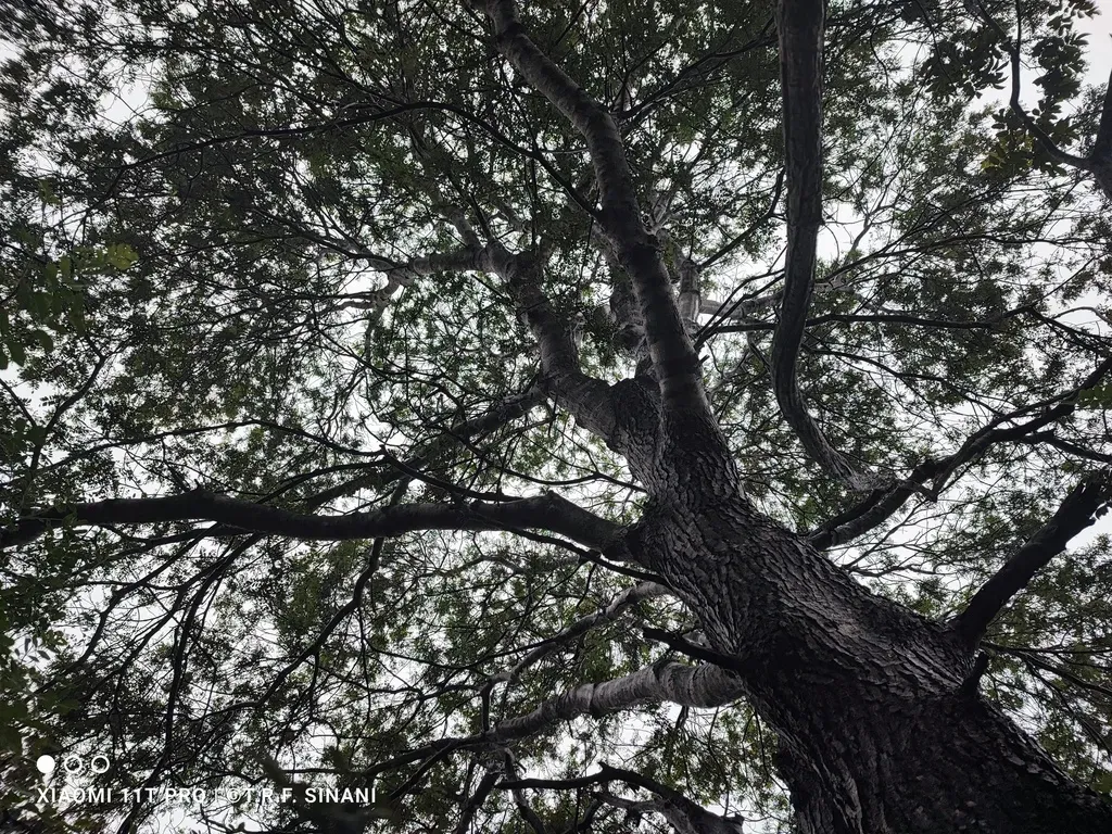 Schinopsis Brasiliensis