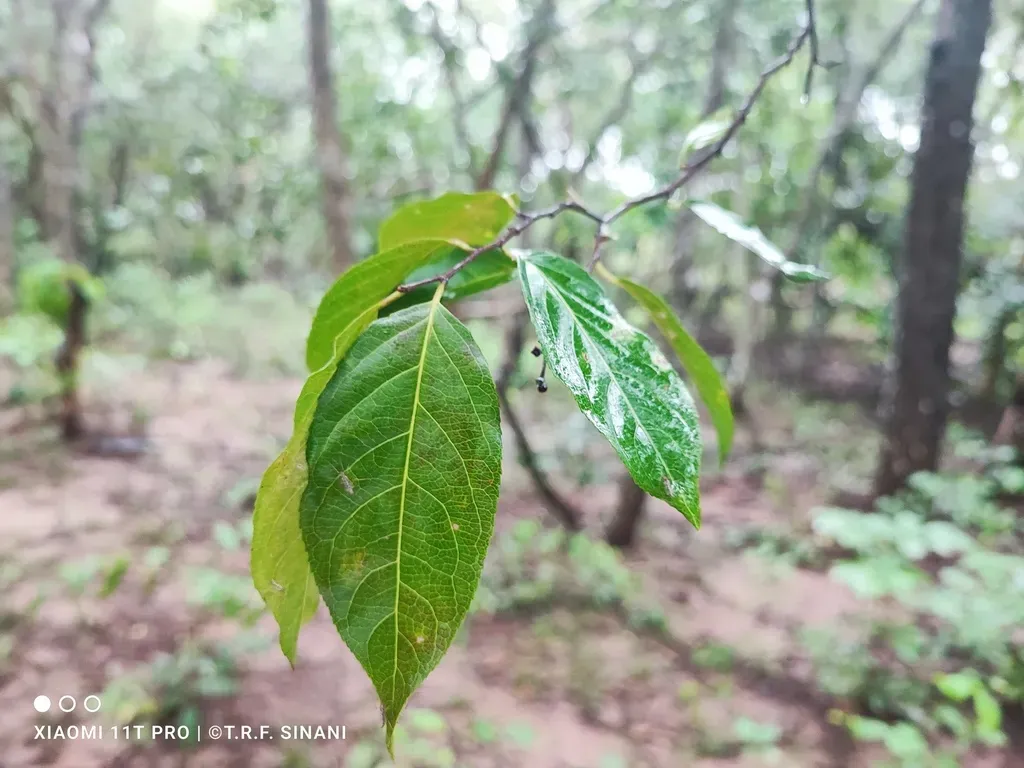 Casearia Gossypiosperma