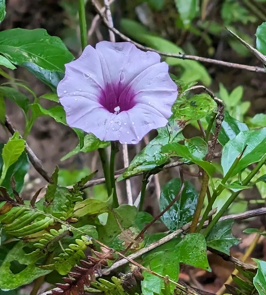 Threefork Morning Glory