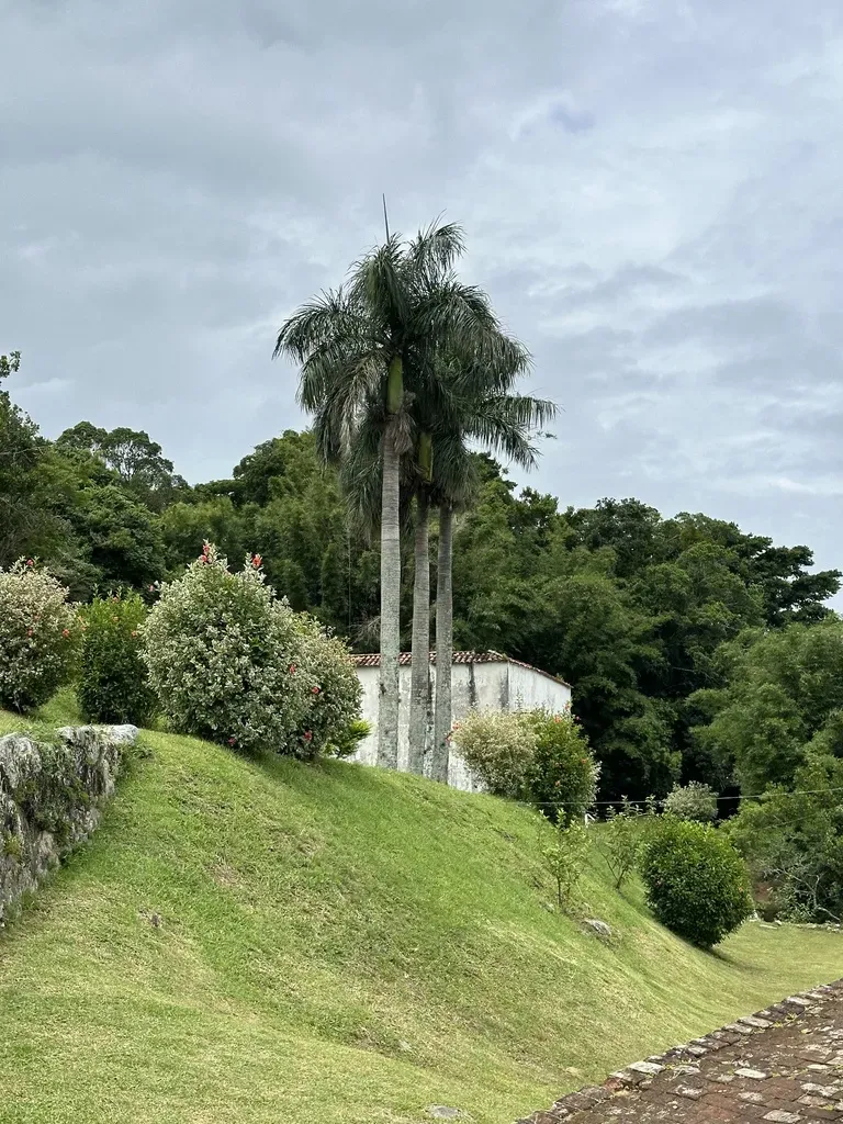 Caribbean Royal Palm