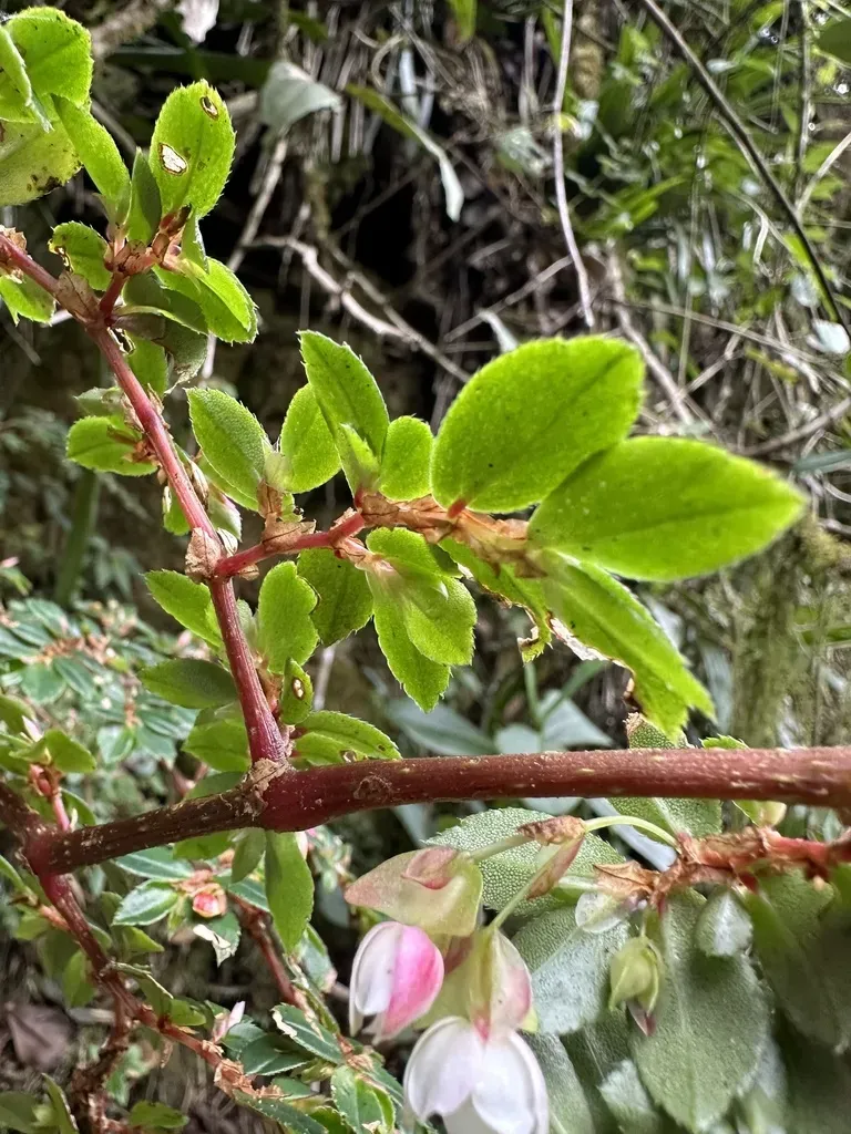 Fern-leaved Begonia