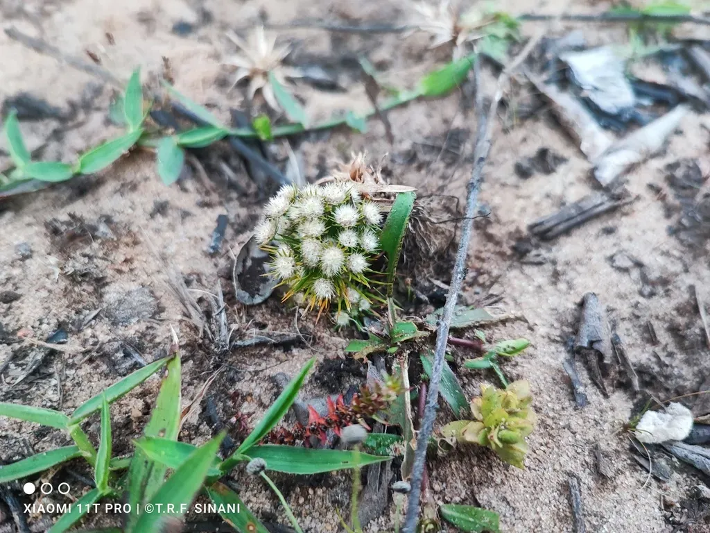 Syngonanthus Cuyabensis