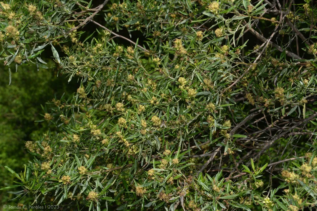 Baccharis Microdonta