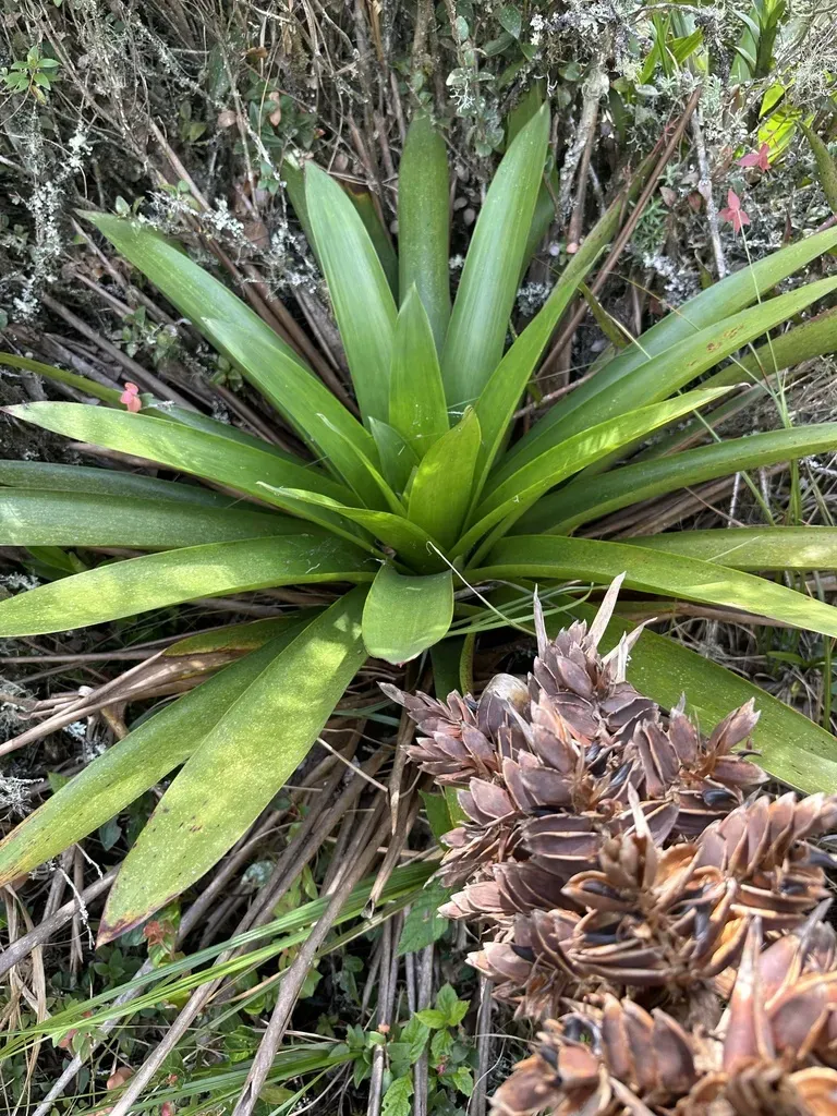 Tillandsia Schimperiana