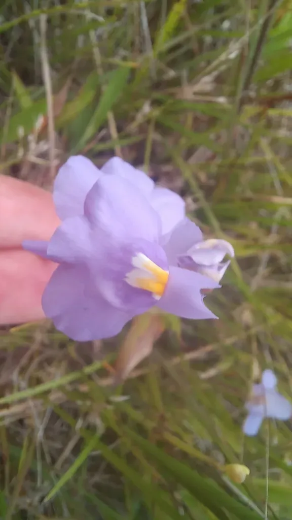 Utricularia Tricolor