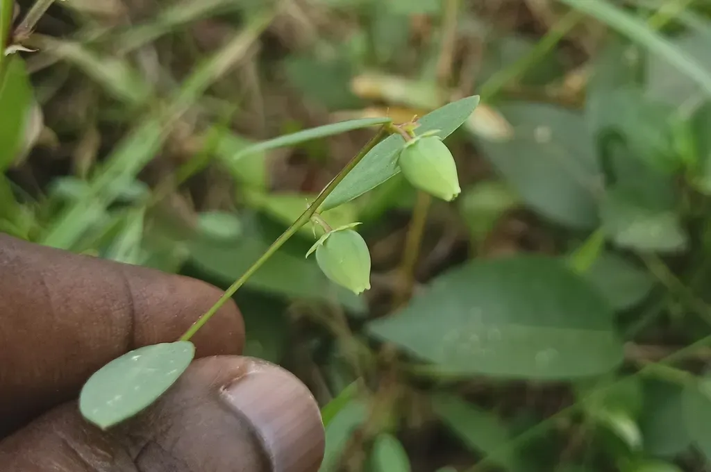 Synostemon Bacciformis