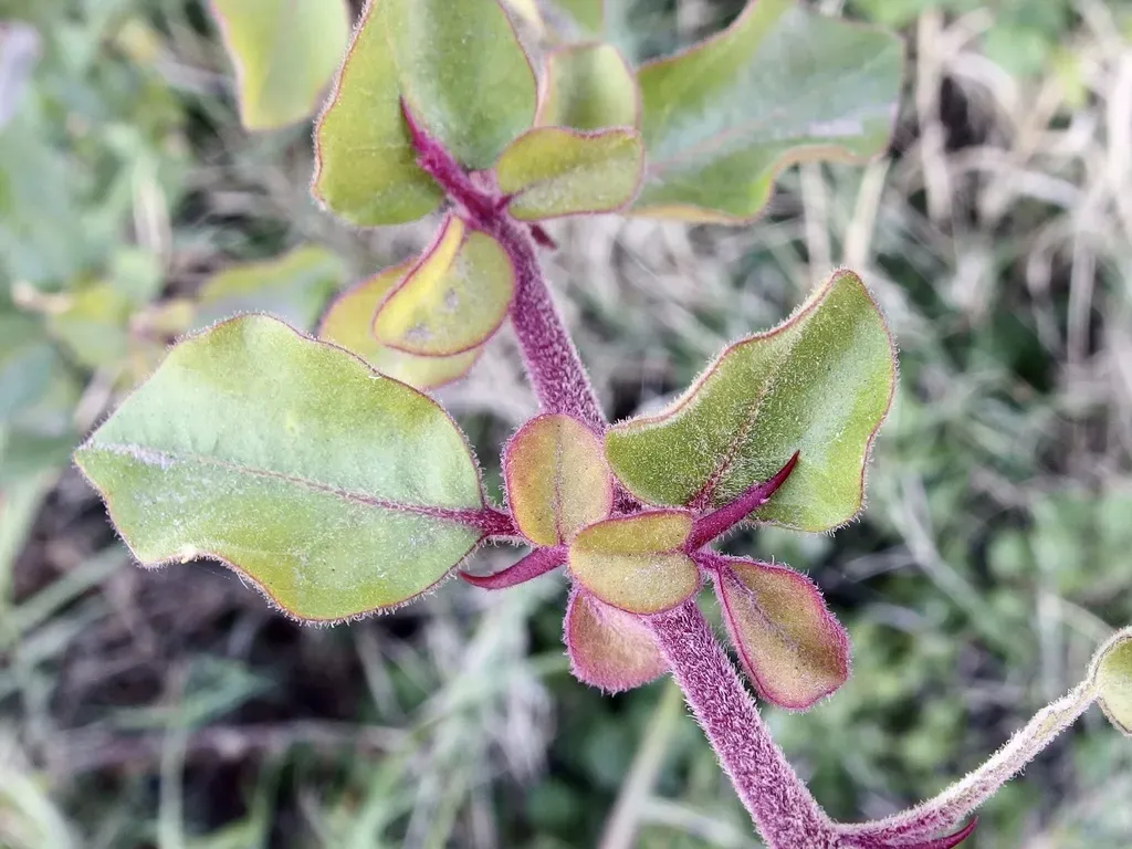 Mexican Devil's-claws