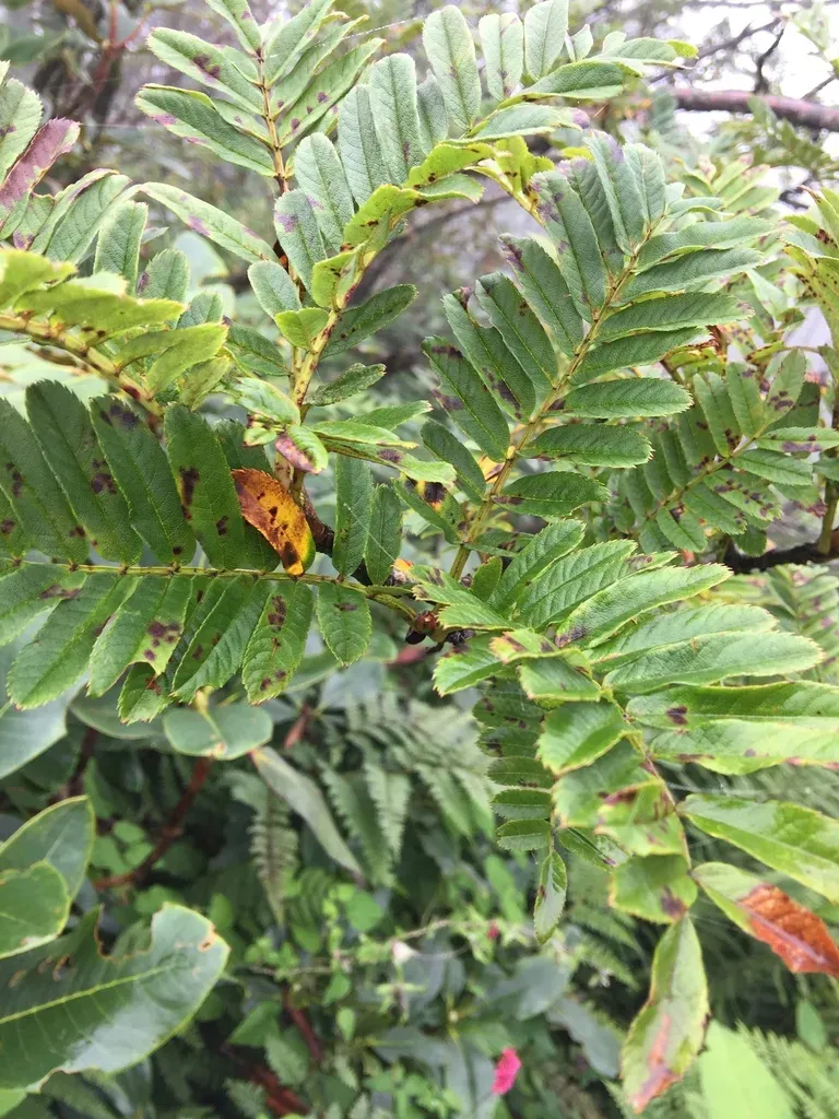 Sorbus Foliolosa
