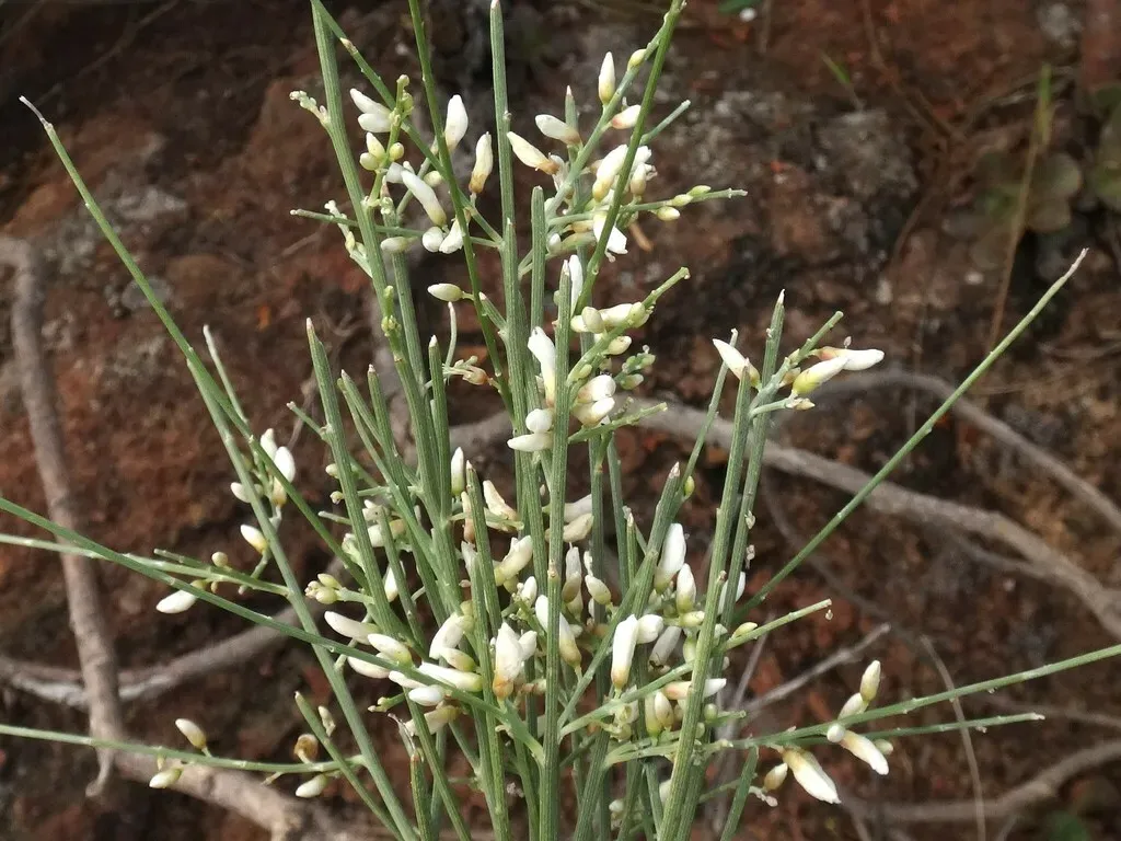 Retama Rhodorhizoides