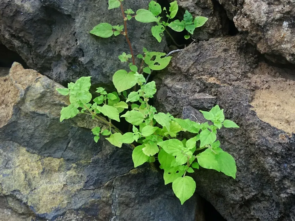 Parietaria Mauritanica